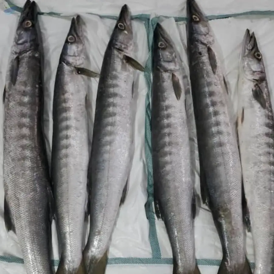 Barracuda Whole Round