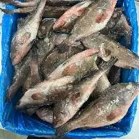 Reefcod Whole
