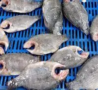 Tilapia Moon Cut