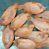 Red Tilapia Whole Round