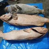 Dotted Grouper WGG