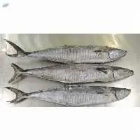 Kingfish Whole Round