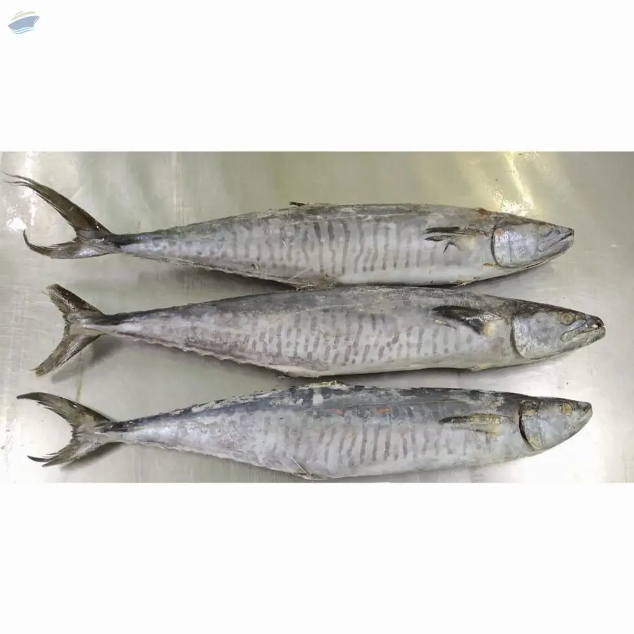 Kingfish Whole Round