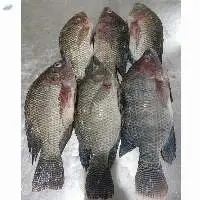 Tilapia  Gutted