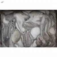 Octopus Short Arm