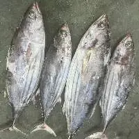 Sea Frozen Skipjack Tuna