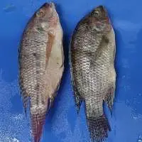 Tilapia Gutted