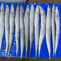 Hook Catch Ribbon Fish