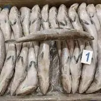 Frozen Lizard Fish