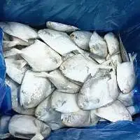 White Pomfret WR