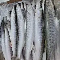 Barracuda Whole Round
