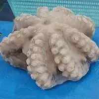 Whole Cleaned Octopus Flower