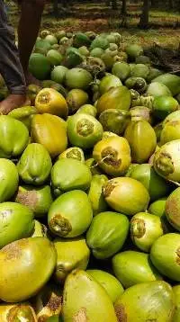 Green Coconut/Tender Coconut