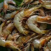 Shrimps