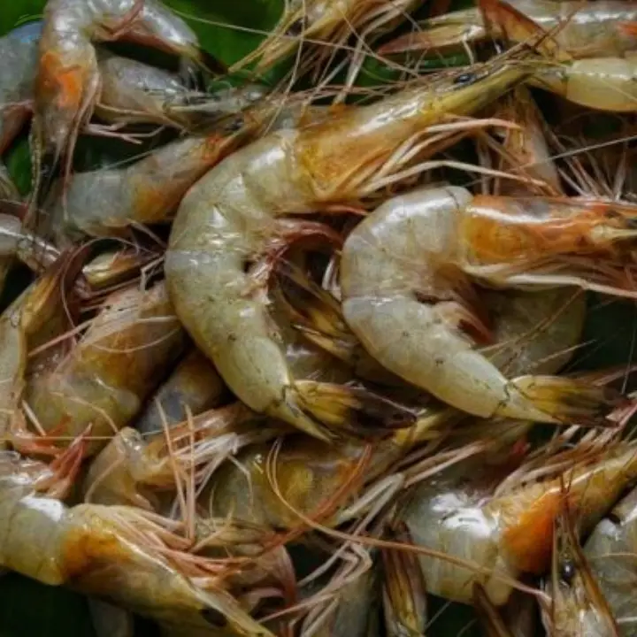 Shrimps