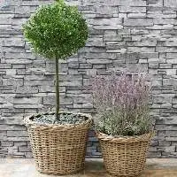 Rattan Plant Pots