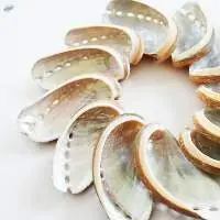 Abalone Shell Haliotis Assinina