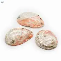Pearl Shell