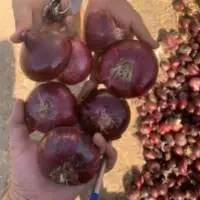 Red Onion