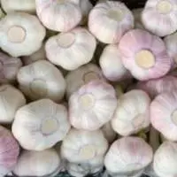 Fresh Garlic