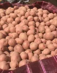 Lady Rosetta Potatoes