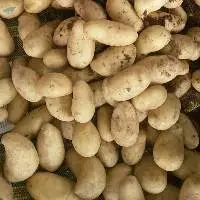 Potatoes