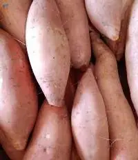 Sweet potatoes Beauregard