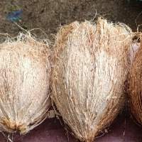 Semi Husked coconut