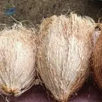 Semi Husked coconut