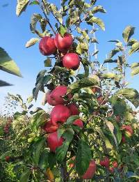 Vegetables And Fruits