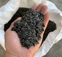 Black Sunflower Seeds For Oil Extraction