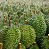 Thai Premium Durian