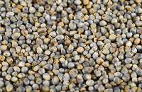 Pearl Millet