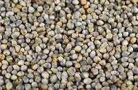 Pearl Millet