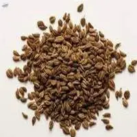 Khusrani Ajmo Extract (Hyoscyamus Niger)