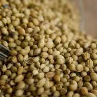 Coriander (Spices)
