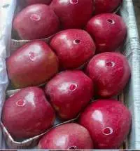 Fresh Apple