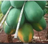 Raw Papaya
