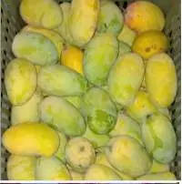 Fresh Mango