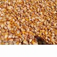 Dry Yellow Maize