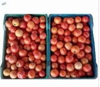 Fresh Tomato