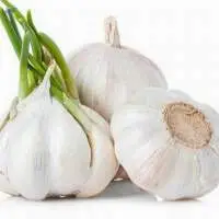 Fresh Garlic