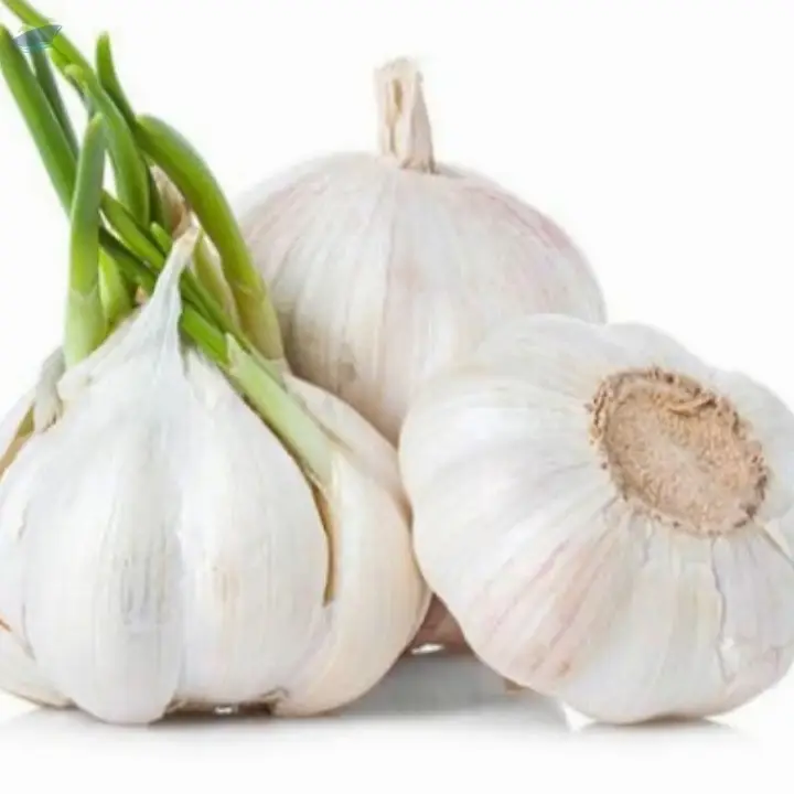 Fresh Garlic