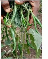 Green Chilli