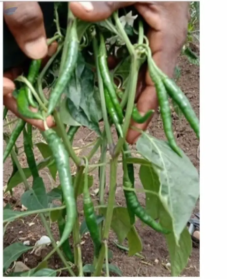 Green Chilli