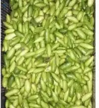 Ivy Gourd