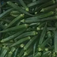 Lady Finger