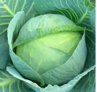 Fresh Cabbage