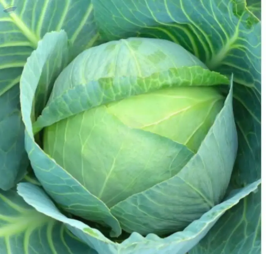 Fresh Cabbage