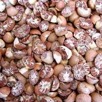 Betel Nut